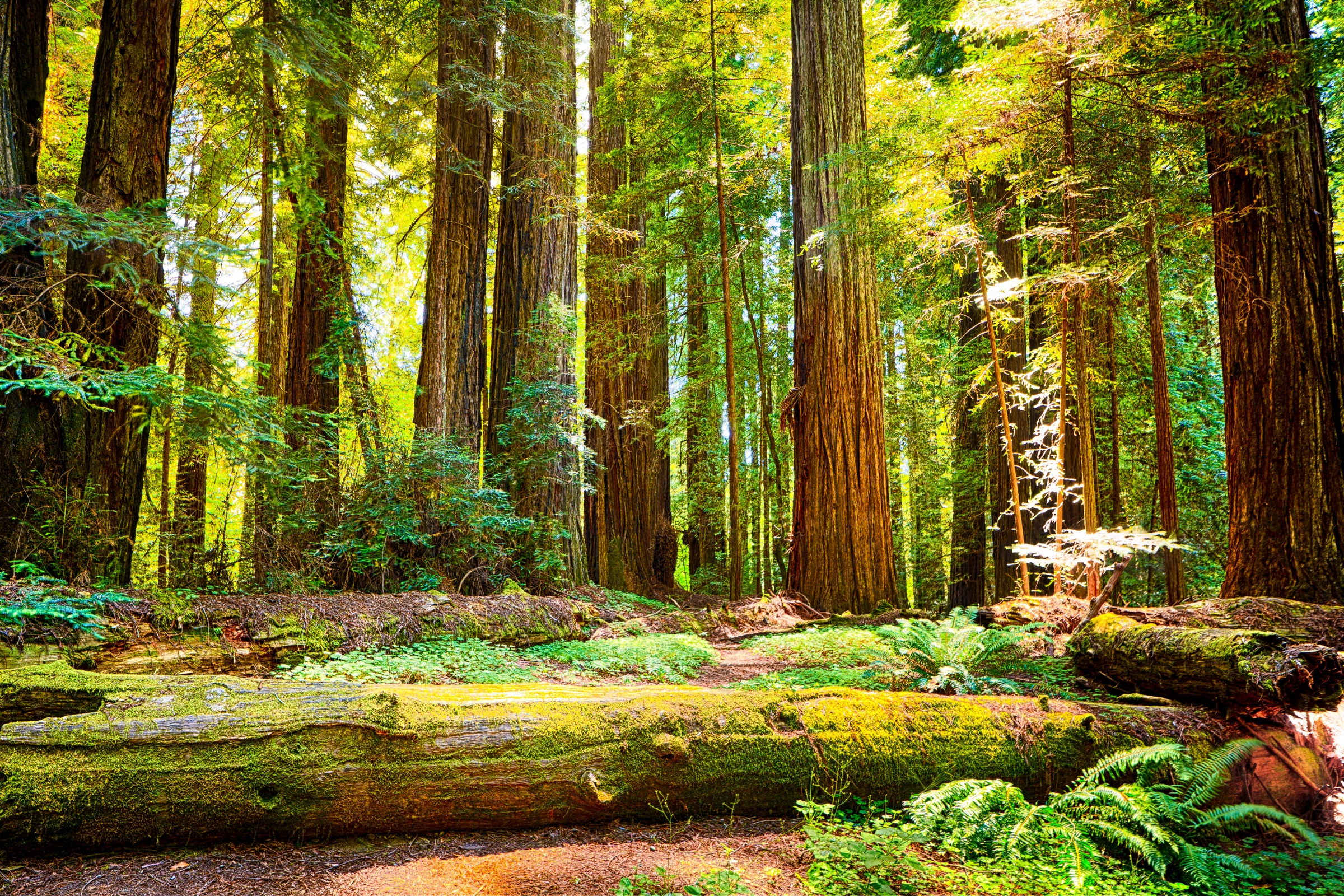 Redwood_National_Park,_California[1].webp